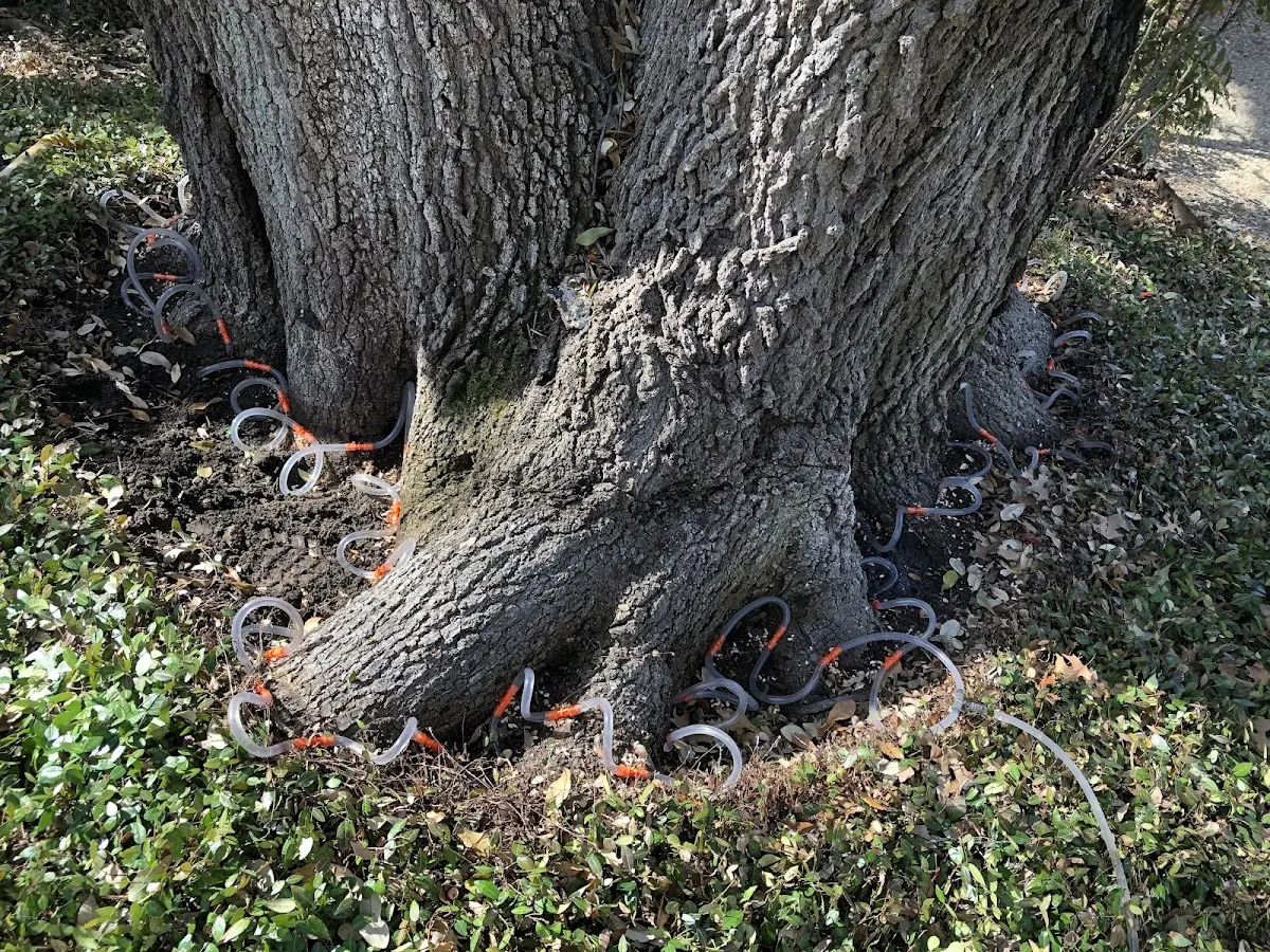 Detailed Tree Cabling and Bracing job site in Tinnie