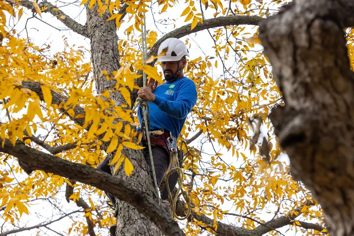Skilled Tree Trimming crew working in Tinnie